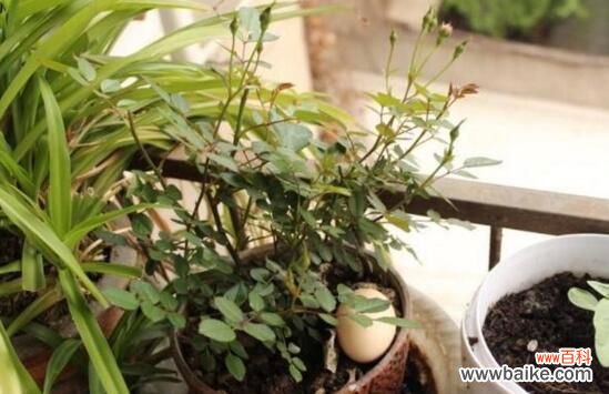 生鸡蛋液发酵后1:10兑水浇花 生鸡蛋可以做花肥料吗？可以