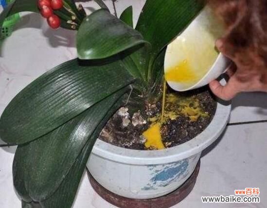 生鸡蛋液发酵后1:10兑水浇花 生鸡蛋可以做花肥料吗？可以