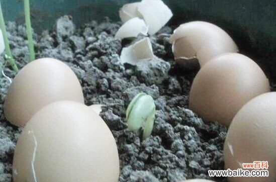 生鸡蛋液发酵后1:10兑水浇花 生鸡蛋可以做花肥料吗？可以