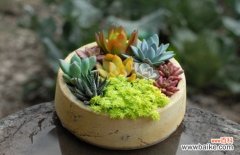 盆栽怎样组合好看