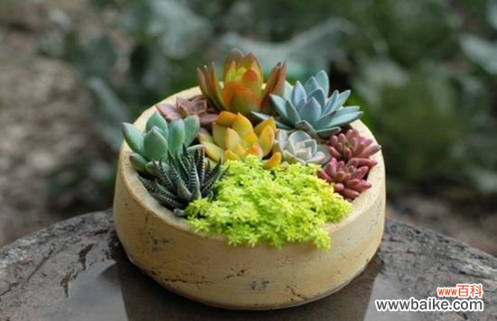 盆栽怎样组合好看