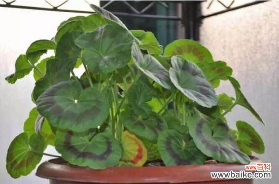 如何判断你的盆栽缺肥?看症状,对症下药