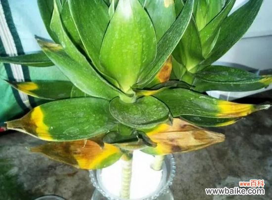 如何判断你的盆栽缺肥?看症状,对症下药