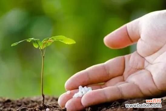 如何判断你的盆栽缺肥?看症状,对症下药