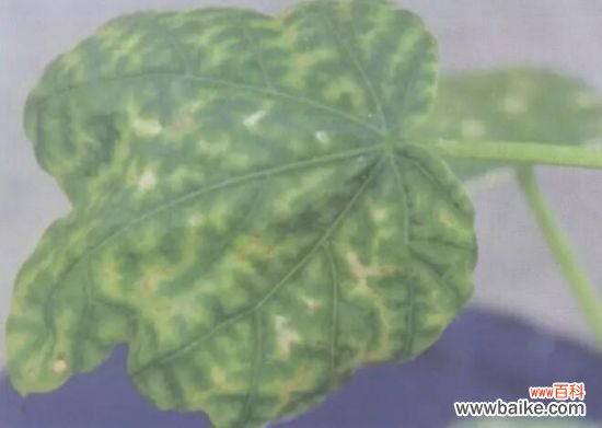 如何判断你的盆栽缺肥?看症状,对症下药