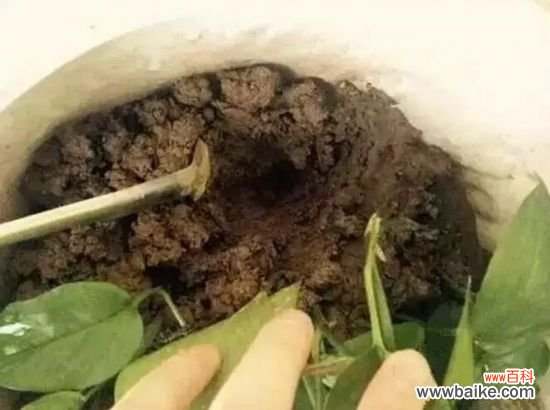 如何判断你的盆栽缺肥?看症状,对症下药