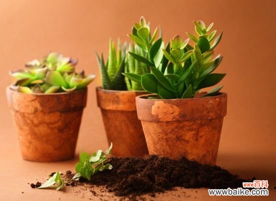 家庭养花如何自制花肥？