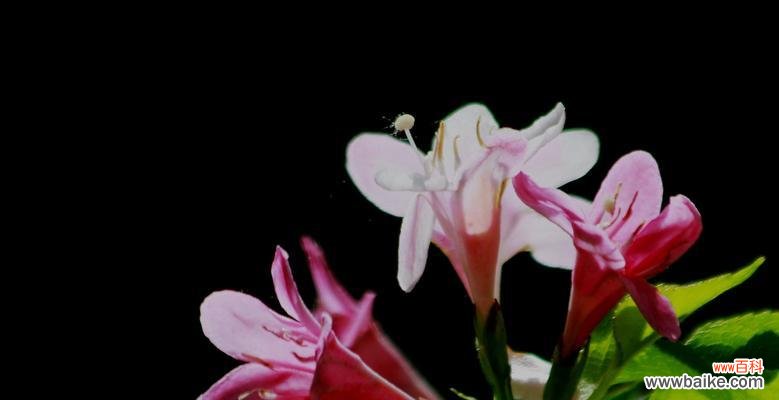 探寻锦带花背后的意义，传达真挚情感 解读锦带花的花语