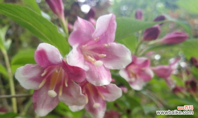 探寻锦带花背后的意义，传达真挚情感 解读锦带花的花语