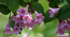 探寻锦带花背后的意义，传达真挚情感 解读锦带花的花语