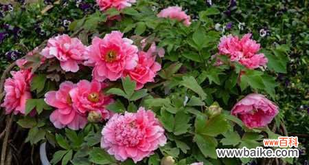 传承千年的美丽和意义 牡丹花的花语