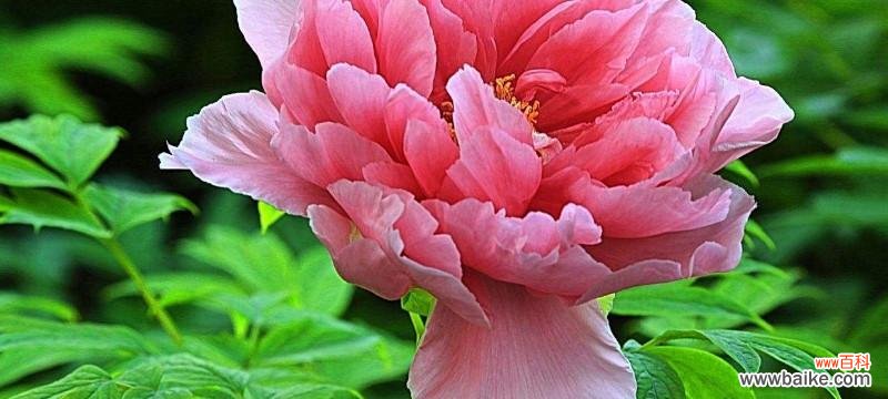 传承千年的美丽和意义 牡丹花的花语