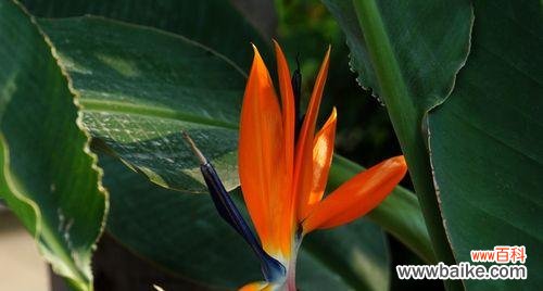 一朵代表华丽和高尚的花朵 鹤望兰之美