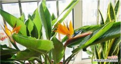 一朵代表华丽和高尚的花朵 鹤望兰之美