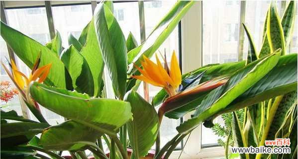 一朵代表华丽和高尚的花朵 鹤望兰之美