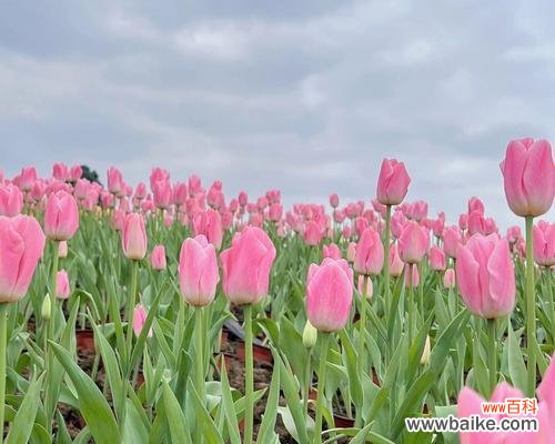 浪漫与温柔交织的花语 粉色郁金香