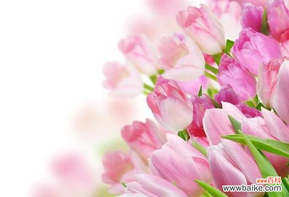 浪漫与温柔交织的花语 粉色郁金香