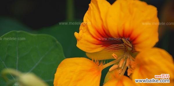 探寻旱金莲传达的心语 旱金莲花语