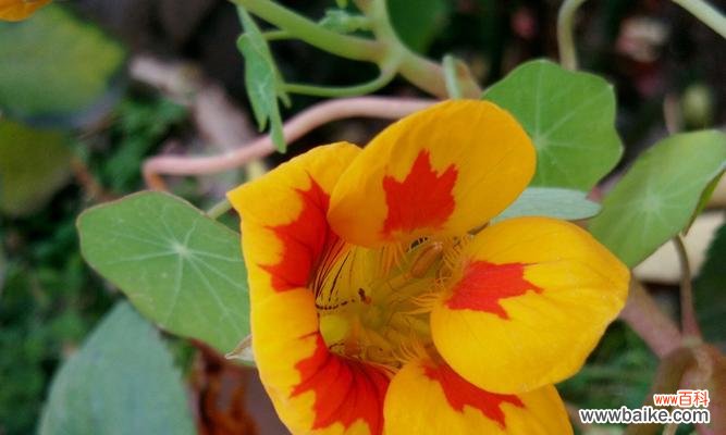 探寻旱金莲传达的心语 旱金莲花语