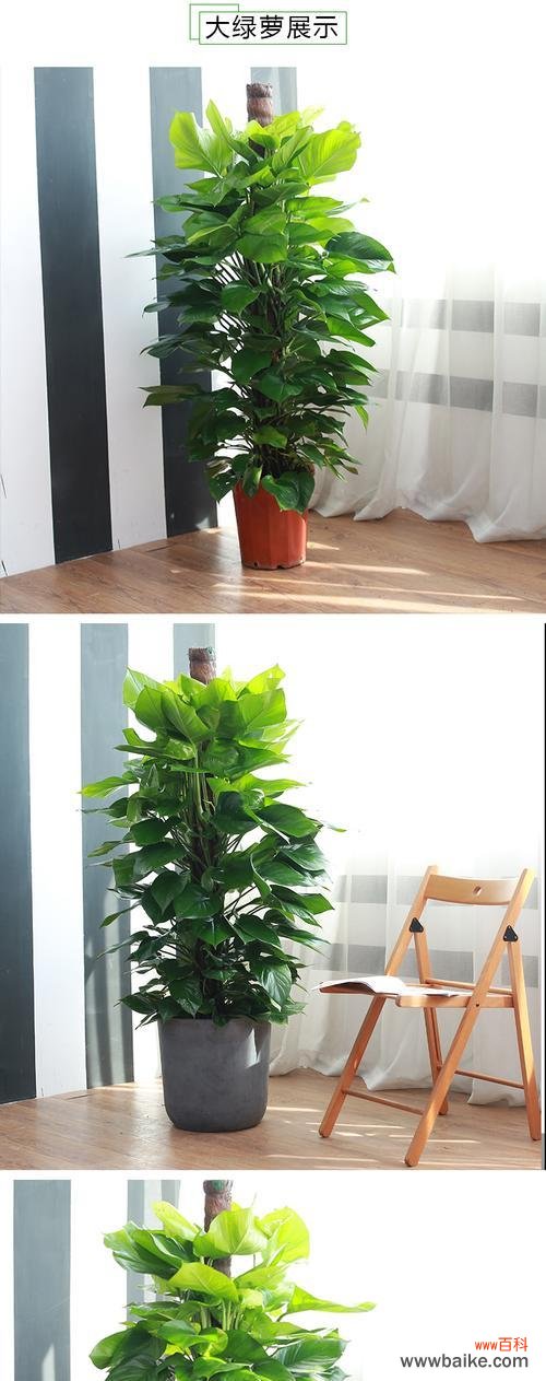 探究绿萝花语的起源与涵义 绿萝花语的深意