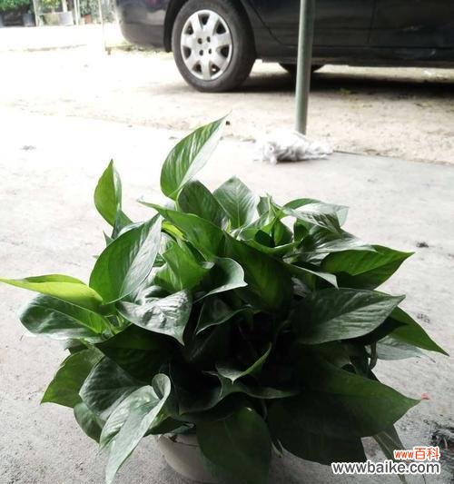 探究绿萝花语的起源与涵义 绿萝花语的深意