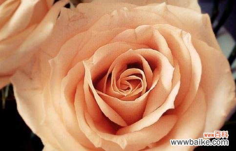 探寻玫瑰花所代表的情感与品质 玫瑰花的品格花语与象征