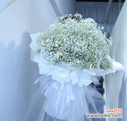 探秘蓝色满天星的美丽花语和隐含的深刻寓意 蓝色满天星的花语与寓意