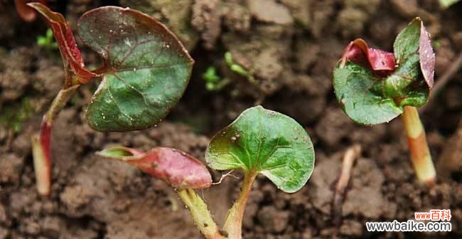 如何通过分株繁殖，让植物快速繁衍生命 分株繁殖-繁衍多样植物生命