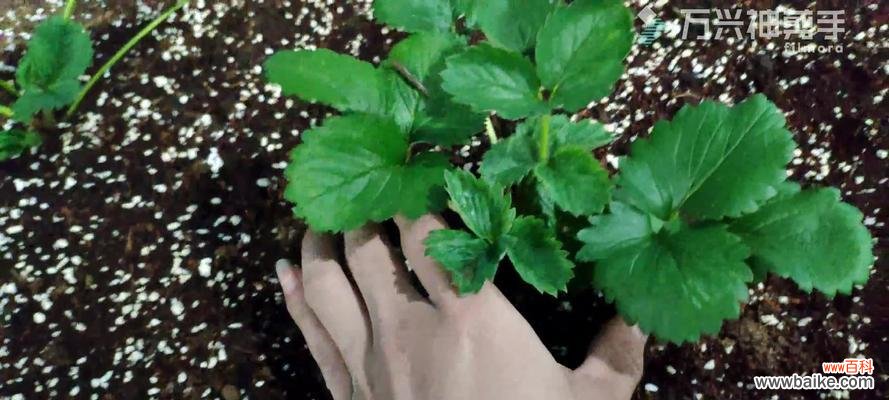 如何通过分株繁殖，让植物快速繁衍生命 分株繁殖-繁衍多样植物生命