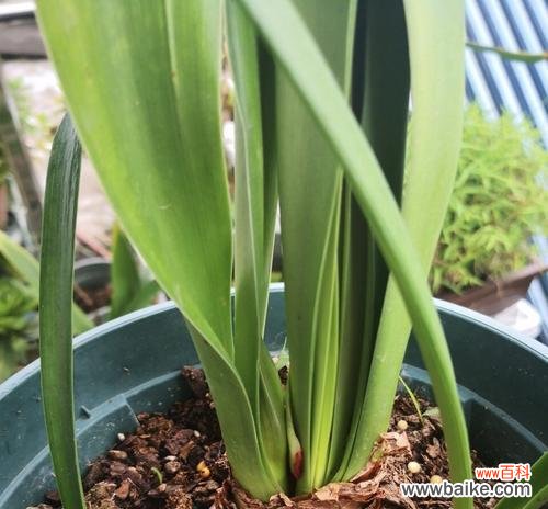 如何通过分株繁殖，让植物快速繁衍生命 分株繁殖-繁衍多样植物生命
