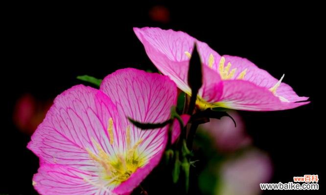 揭开月见草花语的神秘面纱 美丽月见草花语的秘密