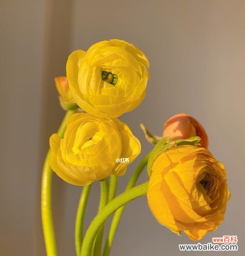 探究洋牡丹的浪漫花语 洋牡丹花语的含义