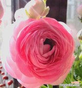 探究洋牡丹的浪漫花语 洋牡丹花语的含义