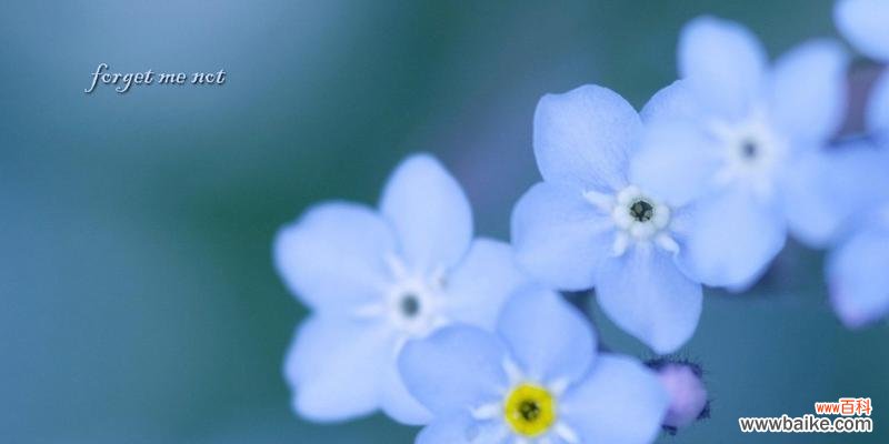 勿忘我：永恒的真情