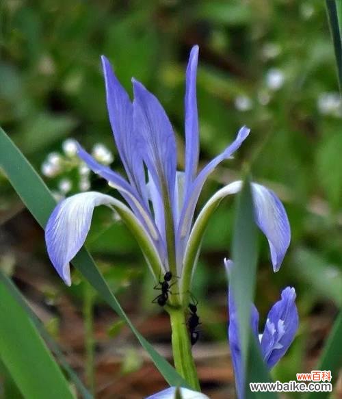 祈福吉祥,代表忠诚与荣耀 马兰花的寓意及文化内涵