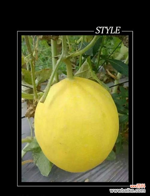 一个果实背后的深刻内涵 单果的象征意义