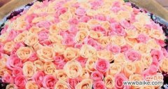 传达浪漫、真挚、激情的表达方式 44朵玫瑰花语的含义