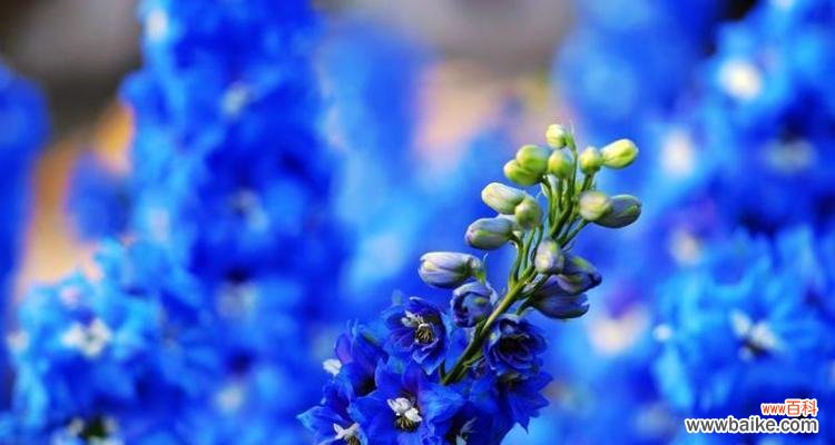 绽放如飞燕 飞燕草