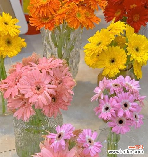 以花语传递的情感和希望 非洲菊