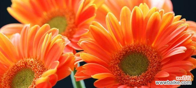 以花语传递的情感和希望 非洲菊