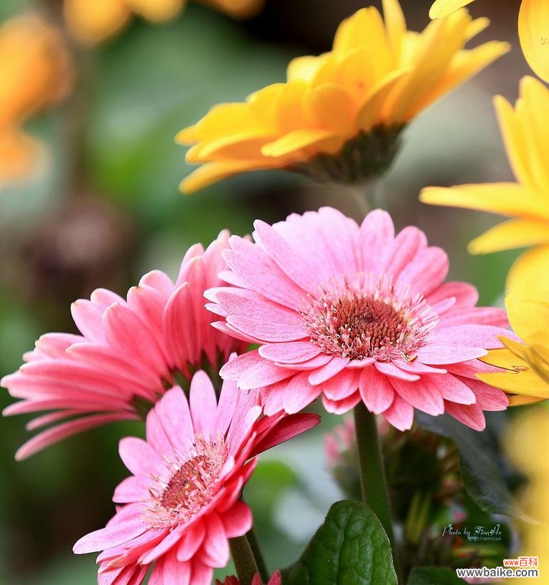 以花语传递的情感和希望 非洲菊