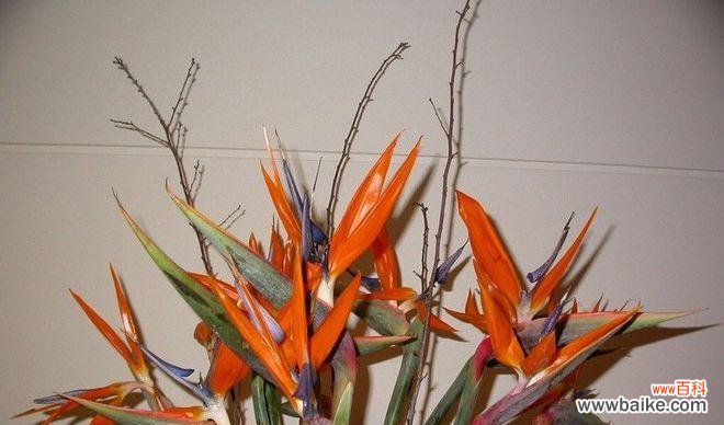 探索植物繁殖的奥秘 以分株繁殖的意义及方法