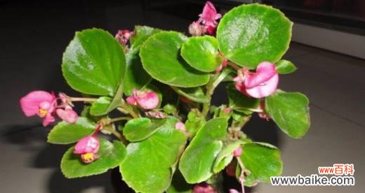 探索植物繁殖的奥秘 以分株繁殖的意义及方法