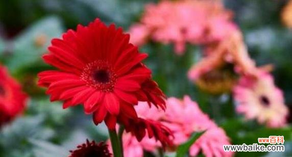 非洲菊的花语传递着积极向上的力量和美好寓意 非洲菊花语与寓意