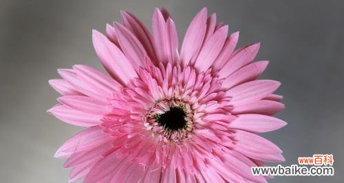 非洲菊的花语传递着积极向上的力量和美好寓意 非洲菊花语与寓意