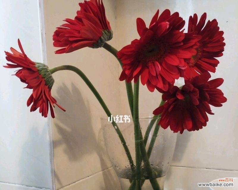 以不同颜色非洲菊传达的情感与寓意 非洲菊的花语之彩色世界