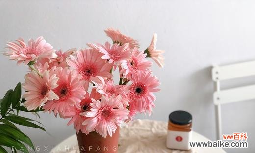 非洲菊花的花语及其美丽故事 蓝色非洲菊花