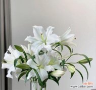 绽放瑰丽 百合之韵——探寻粉百合的花语之美