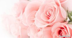 揭秘粉红玫瑰的浪漫与温柔 粉红玫瑰的象征意义及文化内涵
