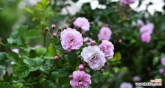 探寻粉红蔷薇和黄色蔷薇的象征意义 粉红蔷薇与黄色蔷薇花语的探寻